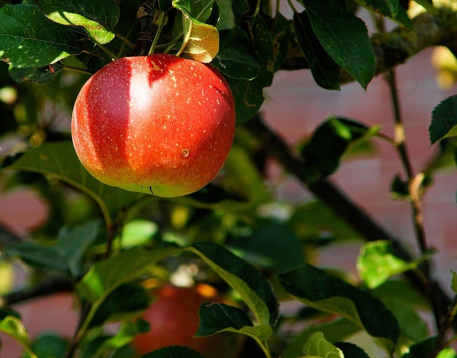 Pomme de terre Monalisa : culture, plantation et récolte