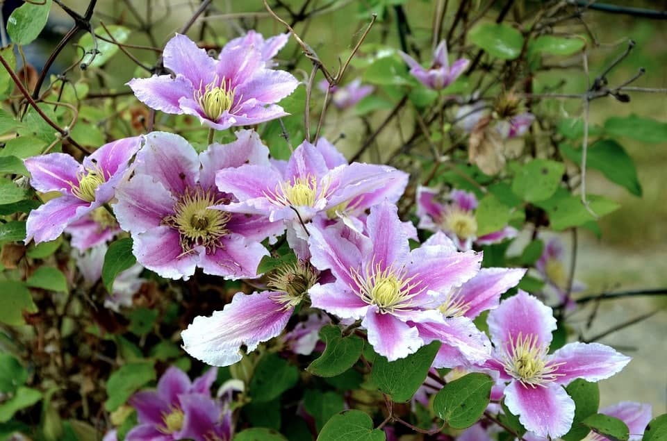 Engrais clématite : calendrier complet pour une floraison