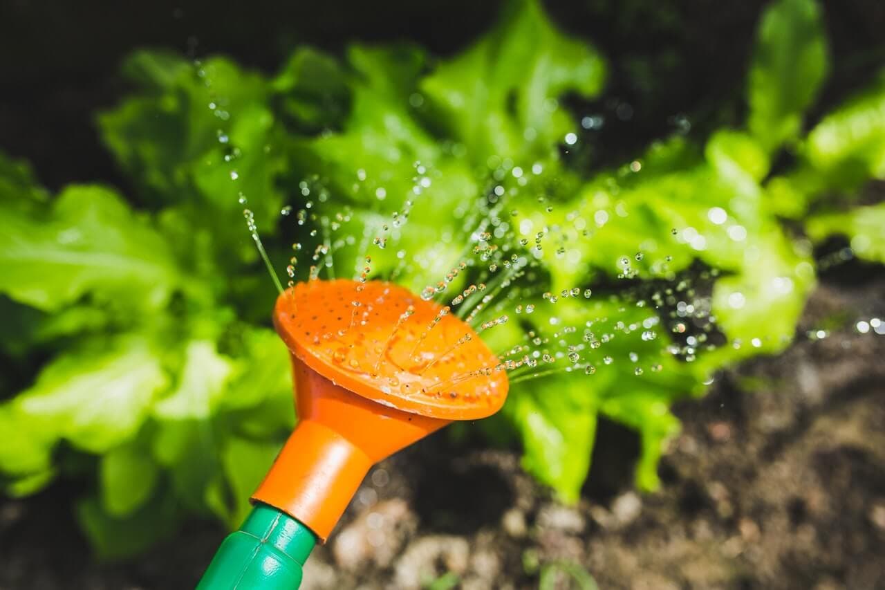 Syrphe : identification, cycle de vie et comment l'attirer au jardin