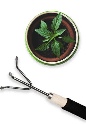Cigales : biologie, cycle de vie et impact au jardin
