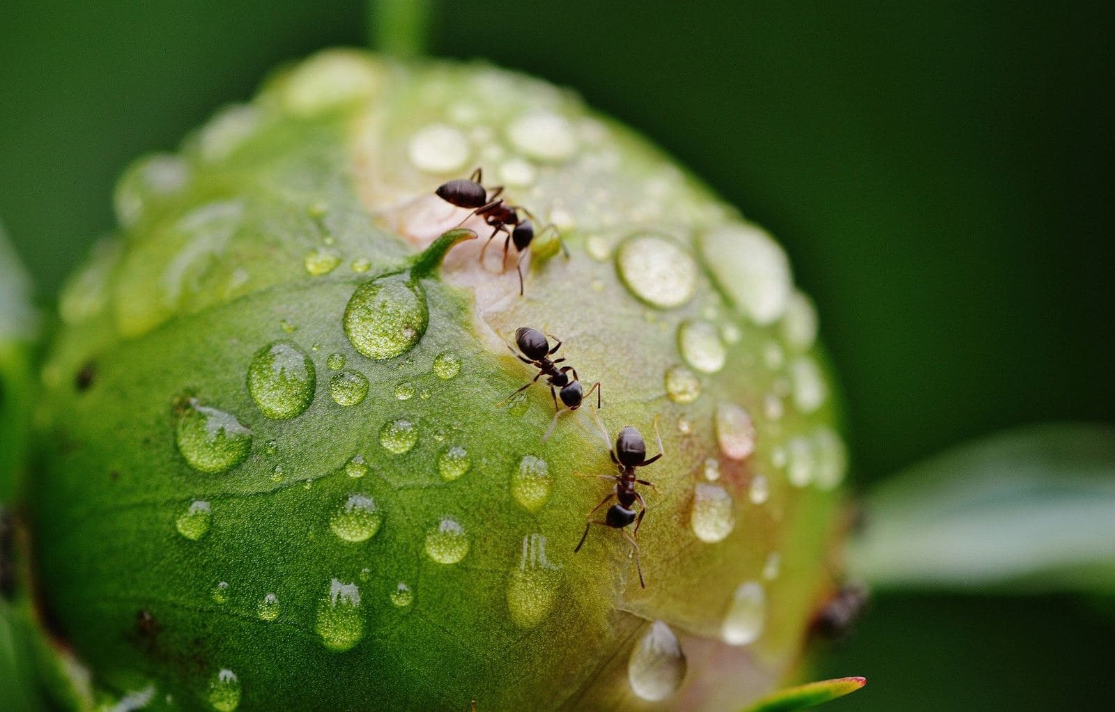 Comparatif et Guide pour acheter les meilleurs antifourmis