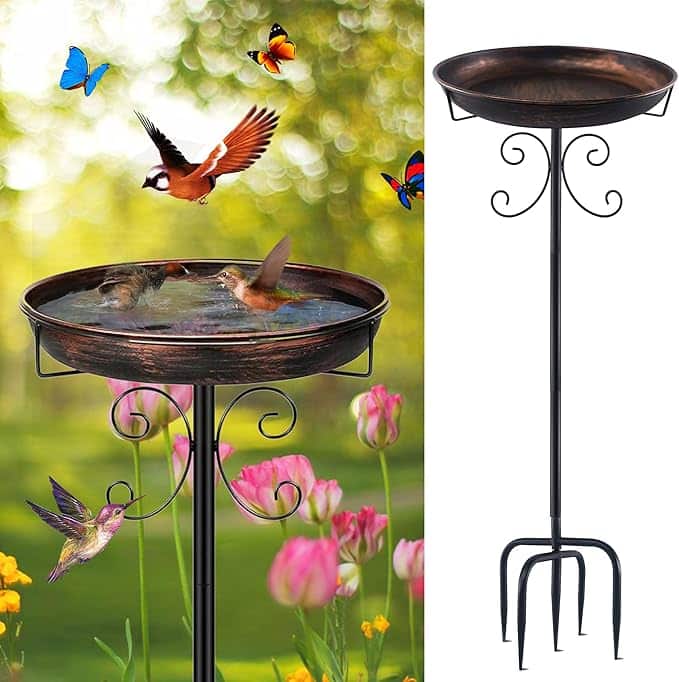 Planter l'oiseau du paradis : périodes, sol et conseils régionalisés