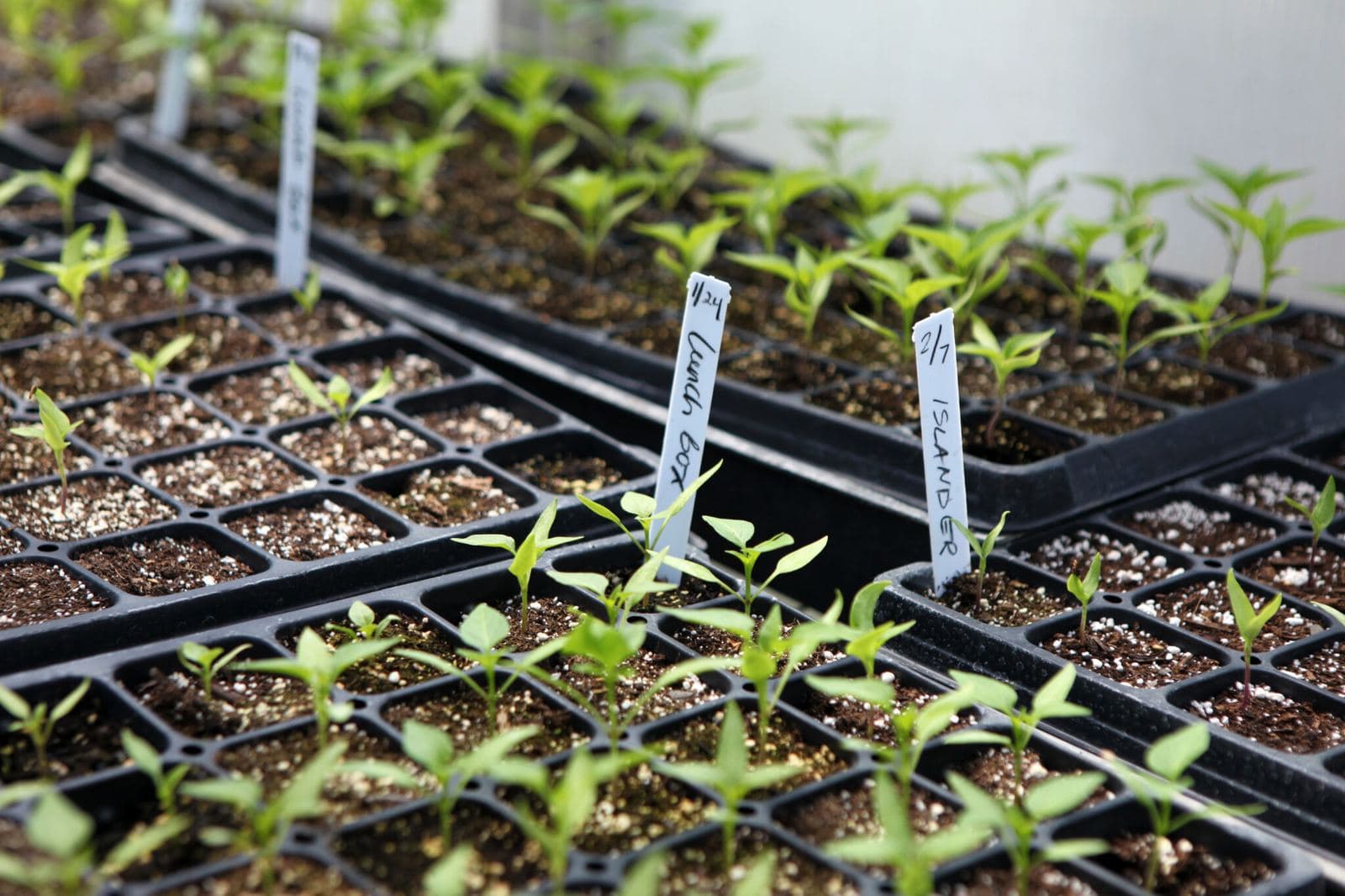 Tradescantia : le guide complet (caractéristiques & conseils)