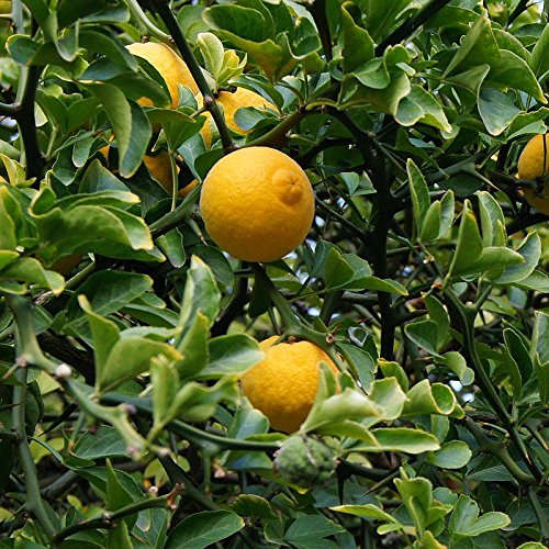Tout savoir sur le yuzu