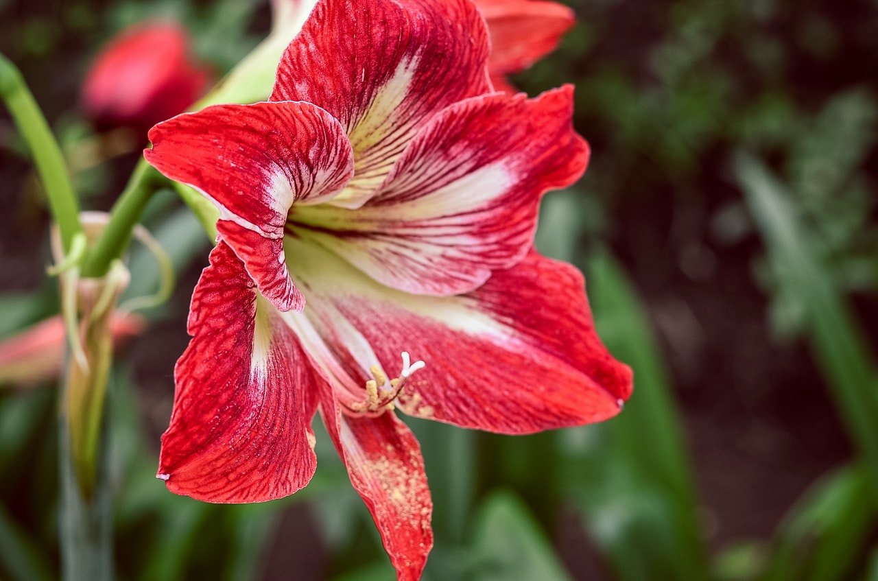Culture d'Amaryllis belladonna