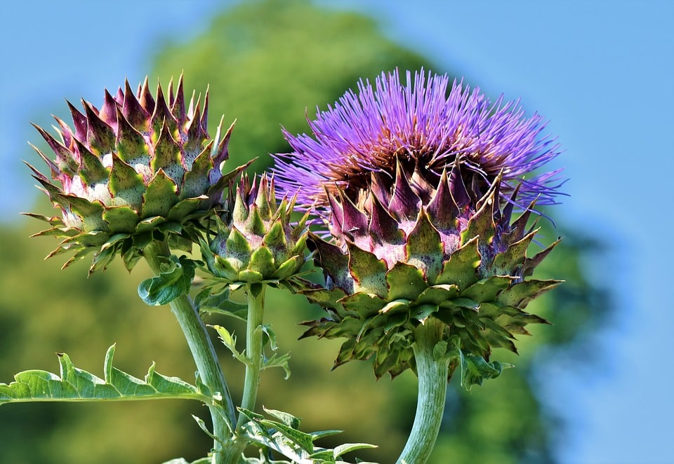 Comment cultiver les artichauts dans le jardin?