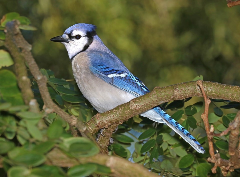 Alimentation des oiseaux geai