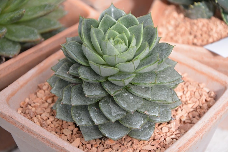 Comment prendre soin des plantes grasse?