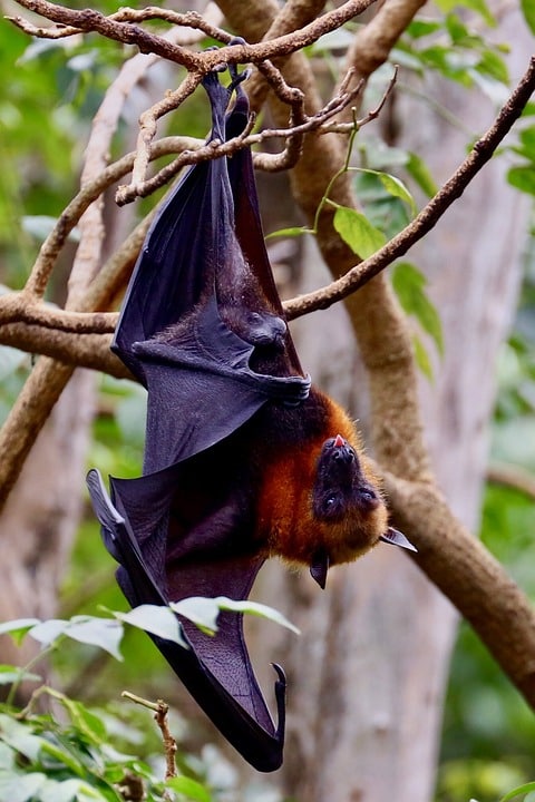 L'importance du guano de chauve-souris