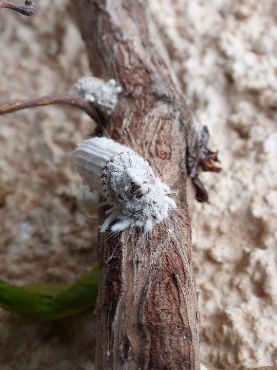 La cochenille, l'insecte qui valorisait autant que l'or