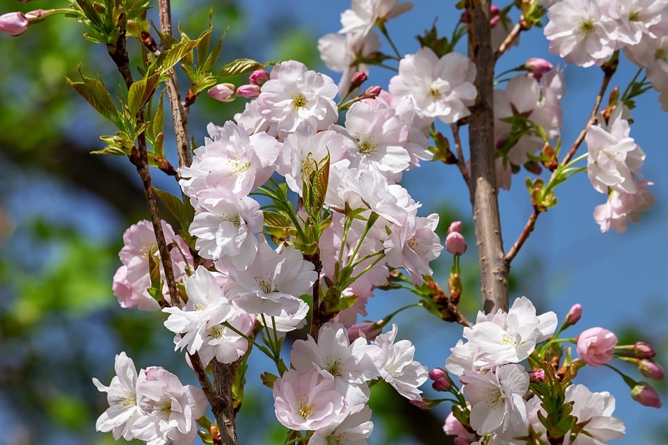 Crosne du Japon : plantation, culture et récolte