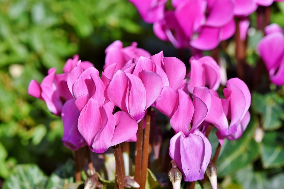 Vous avez un cyclamen à la maison et vous ne savez pas…