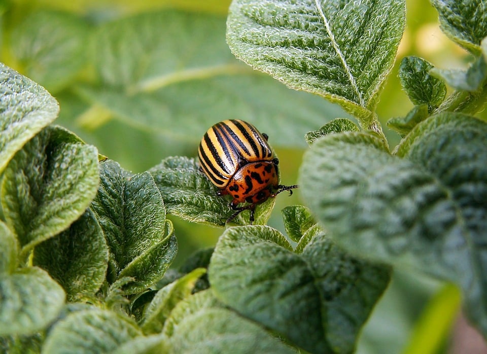 Méthodes biologiques de lutte contre le doryphore de la…