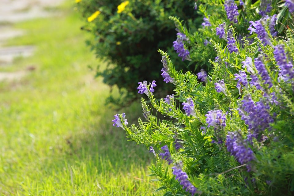 5 conseils pour entretenir un beau jardin