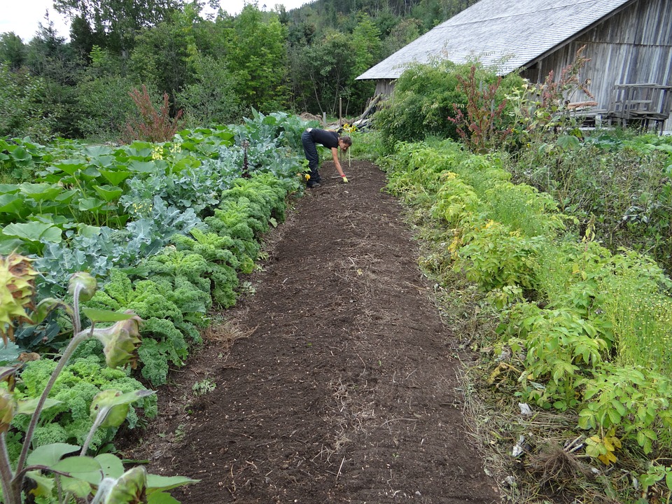 Conseils pour l'entretien d'un potager