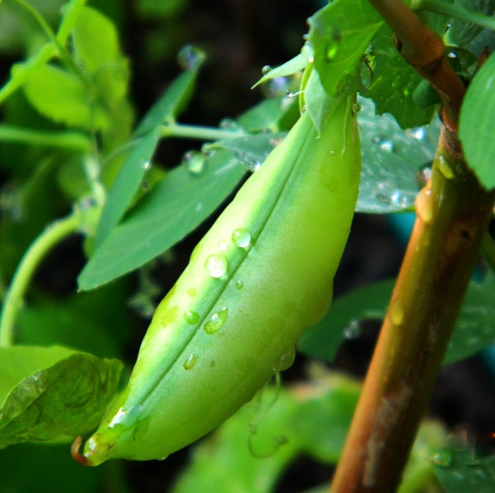 Comment cultiver des haricots verts ?