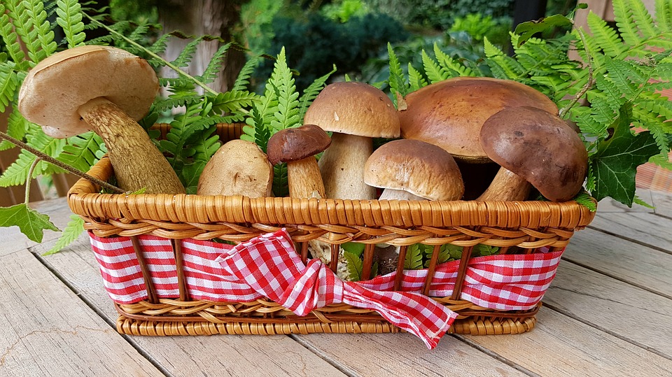 Quels champignons sont comestibles ?