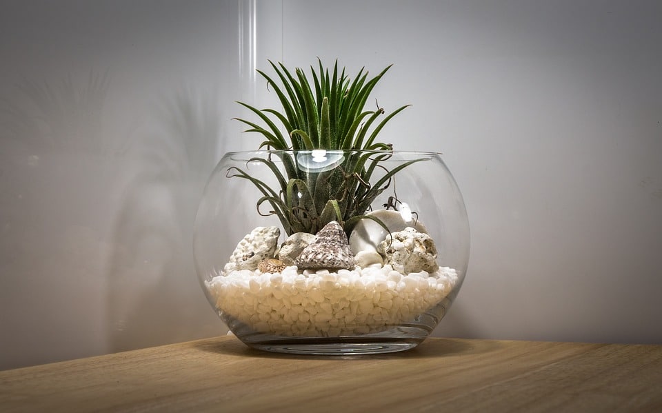 Comment faire un terrarium et quelles plantes sont les…