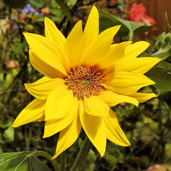 Comment planter le topinambour à la maison ?