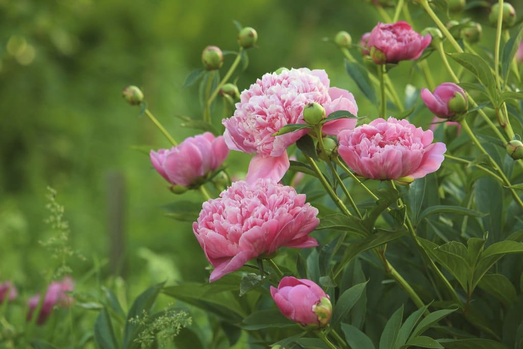 La pivoine : Composition, vertus et bienfaits.