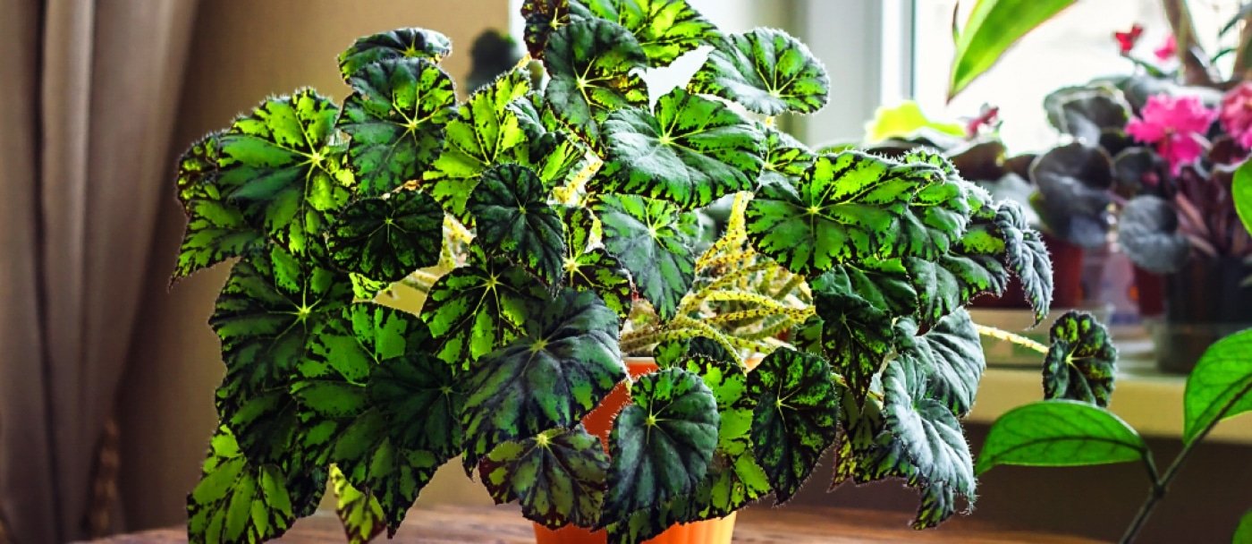 Comment fertiliser naturellement les plantes d'intérieur ?