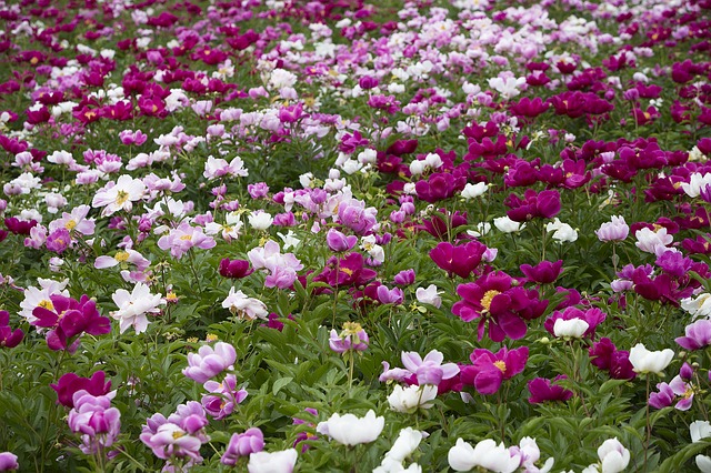 Peony ge26db5dd7 640