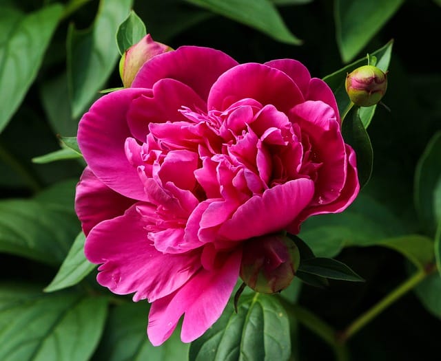 Tout savoir sur la plantation des pivoines