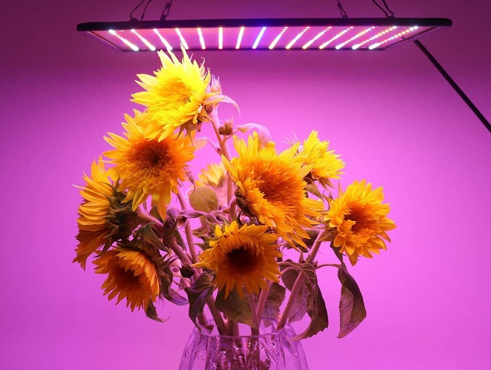 Lampe led culture indoor