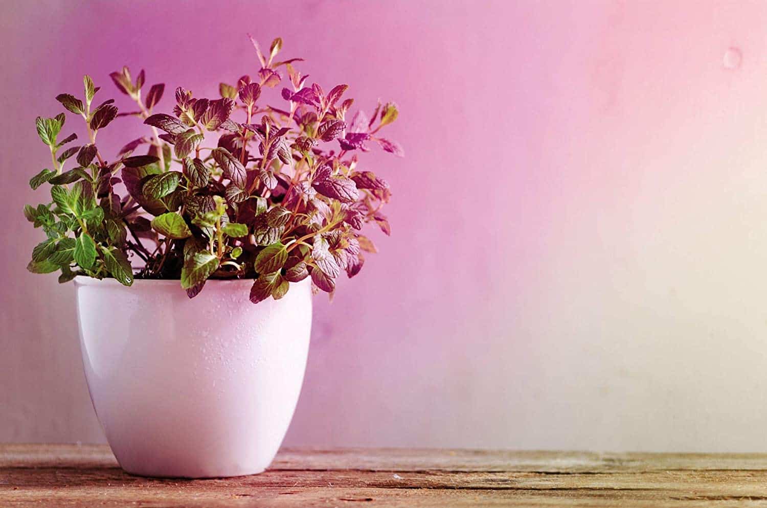 Lampe plante : Test du Meilleur Produit, Guide et Avis