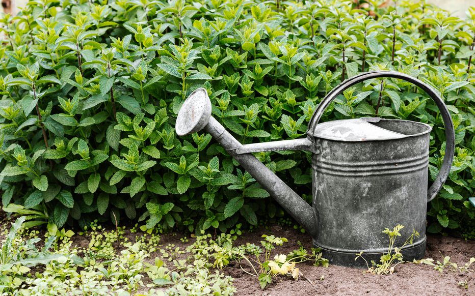 Comment éloigner naturellement les moustiques de votre…