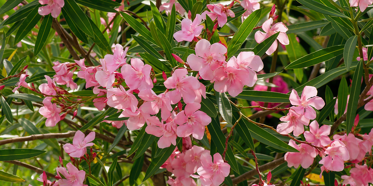 tabebuia rosea pink flower for natural background